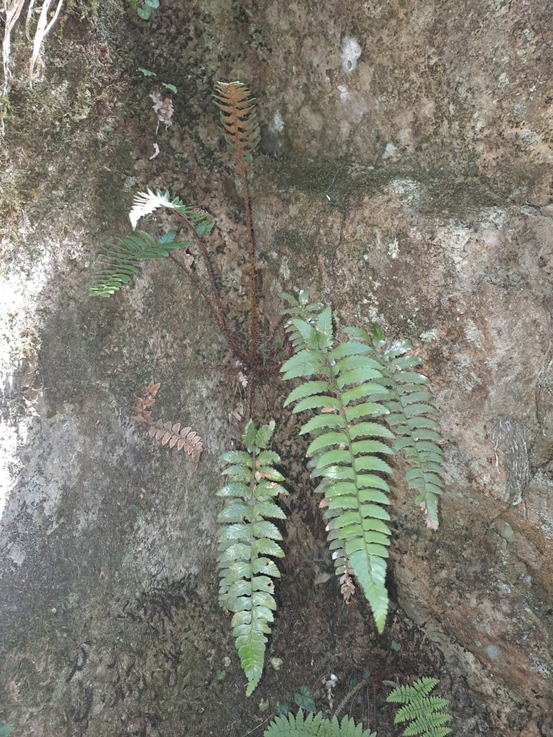 Polystichum prionolepis photo 5
