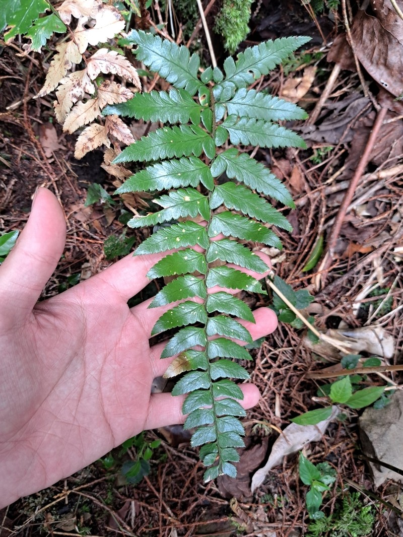 Polystichum prionolepis photo 6