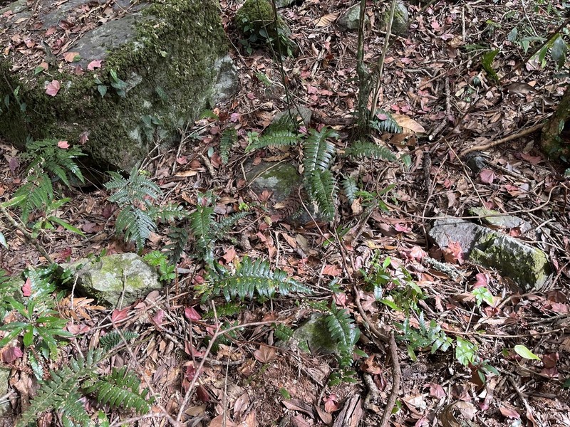 Polystichum prionolepis photo 7