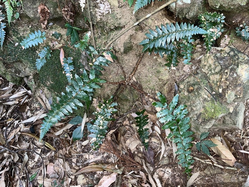Polystichum prionolepis photo 8