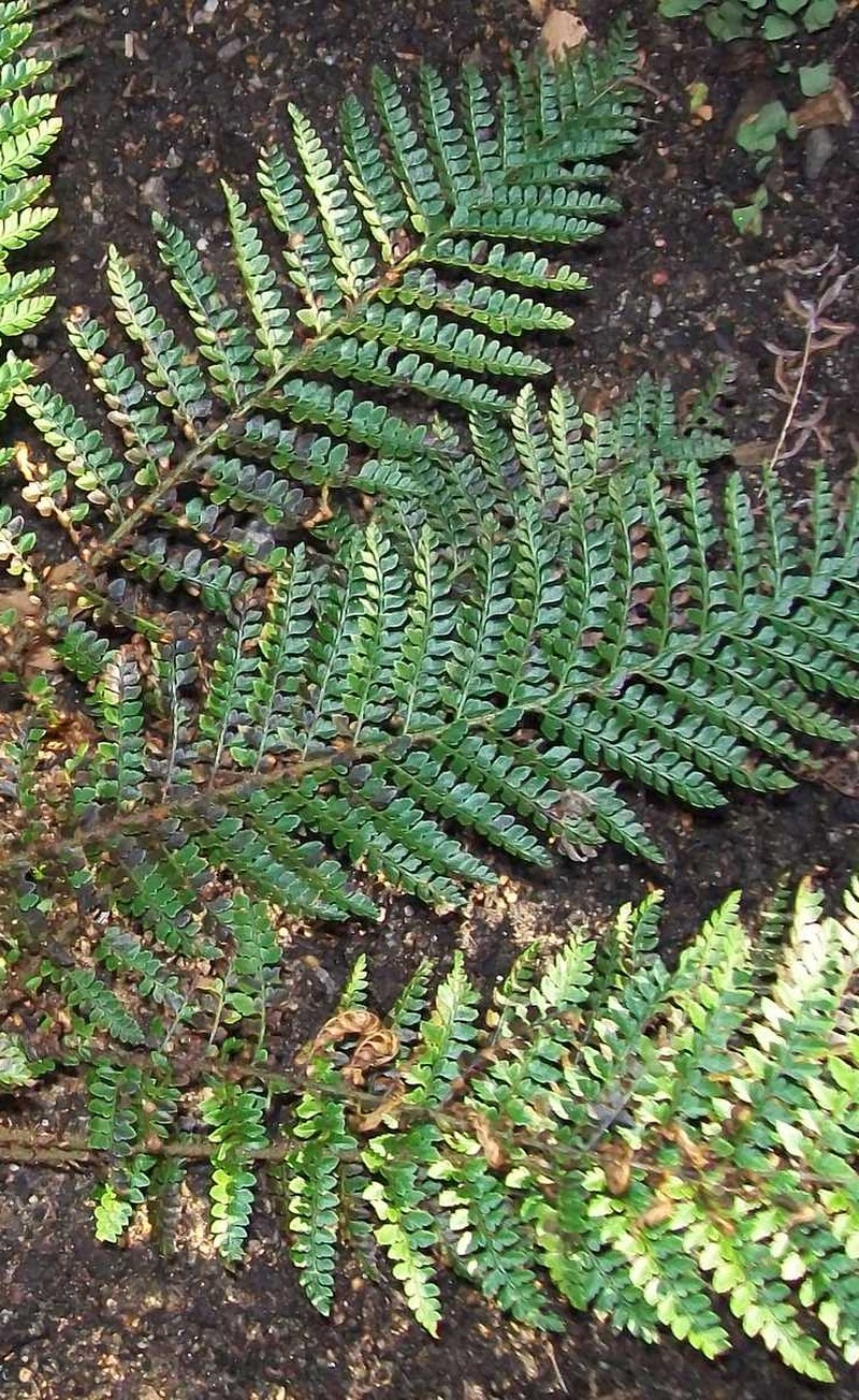 Polystichum proliferum