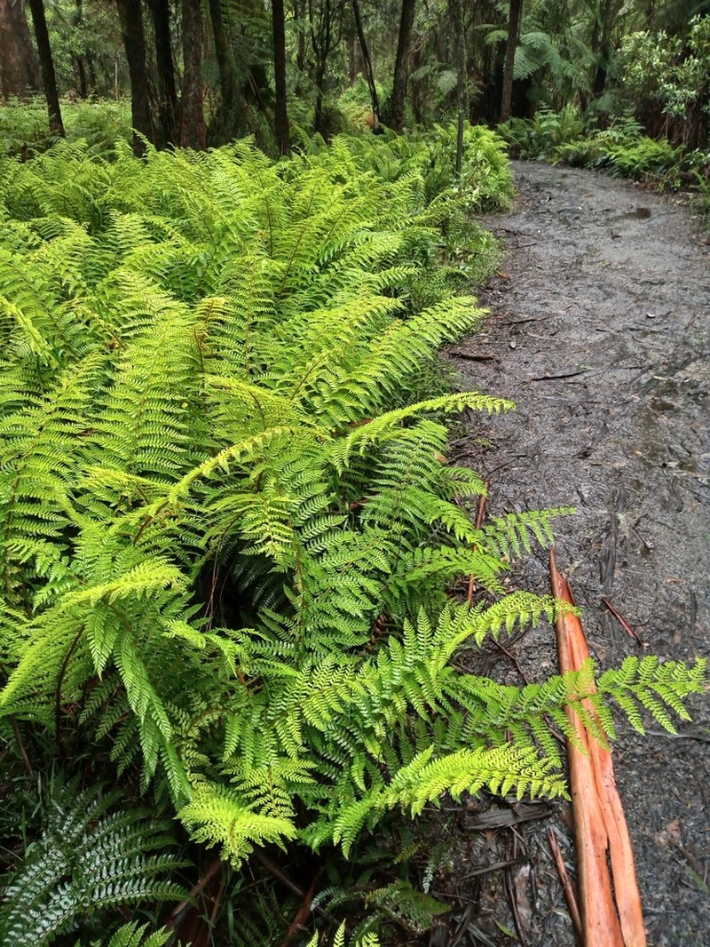 Polystichum proliferum photo 2