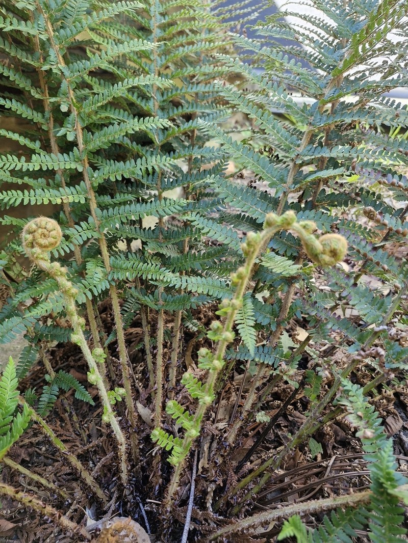Polystichum proliferum photo 3