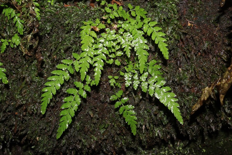 Polystichum proliferum photo 4