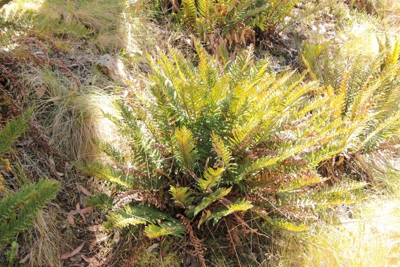 Polystichum proliferum photo 5
