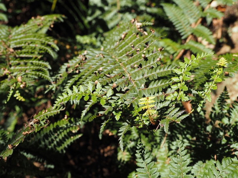 Polystichum proliferum photo 6