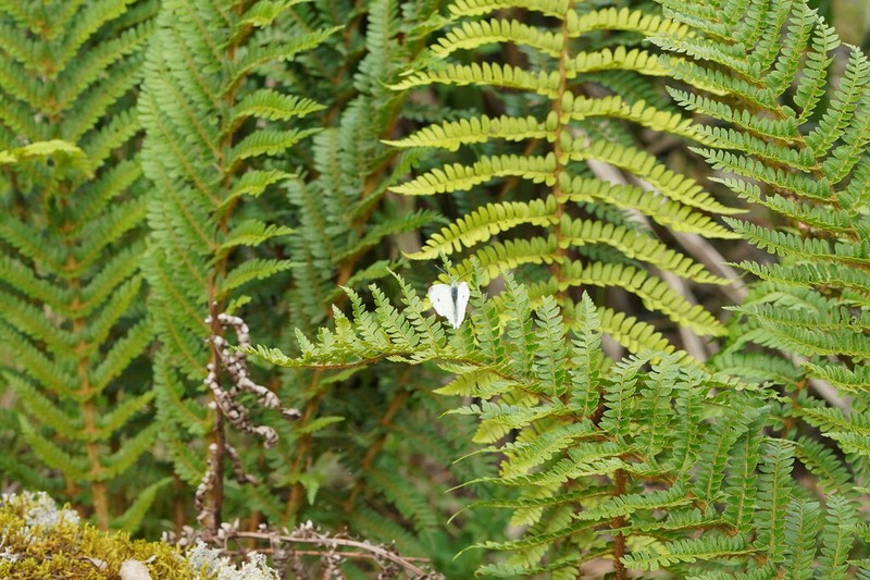 Polystichum proliferum photo 7