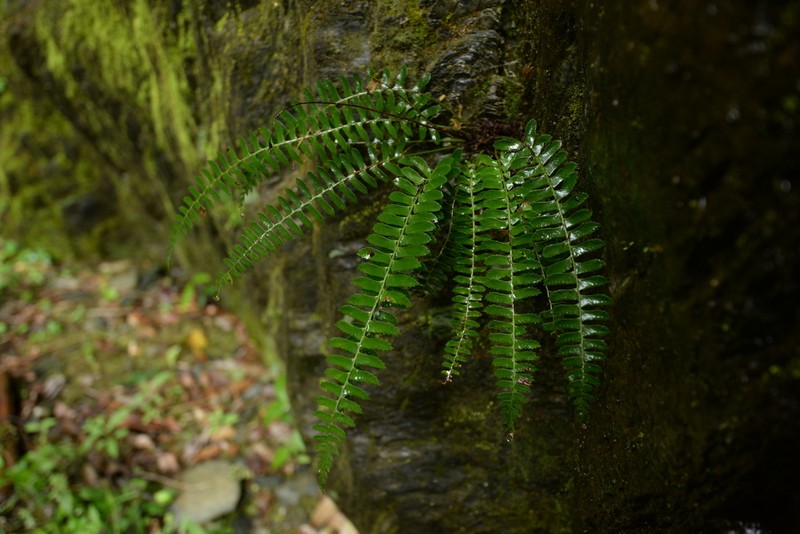 Polystichum pseudodeltodon