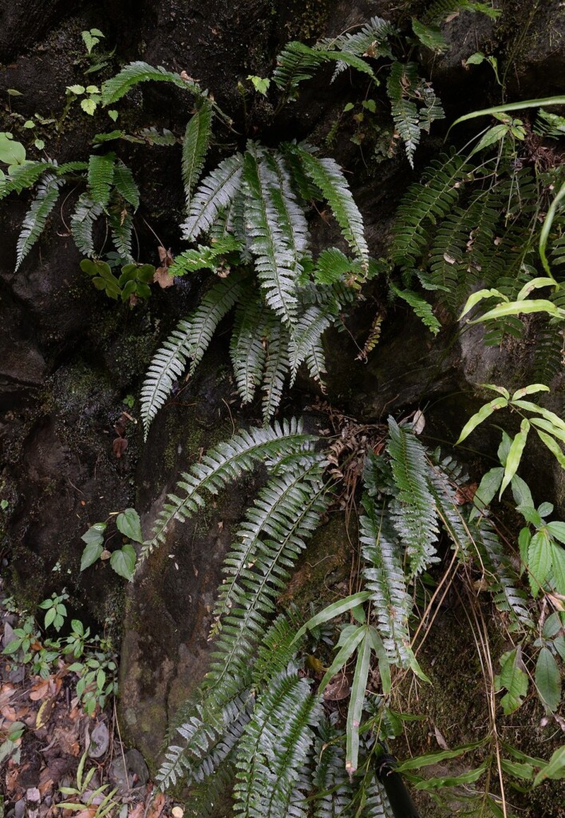 Polystichum pseudodeltodon photo 2