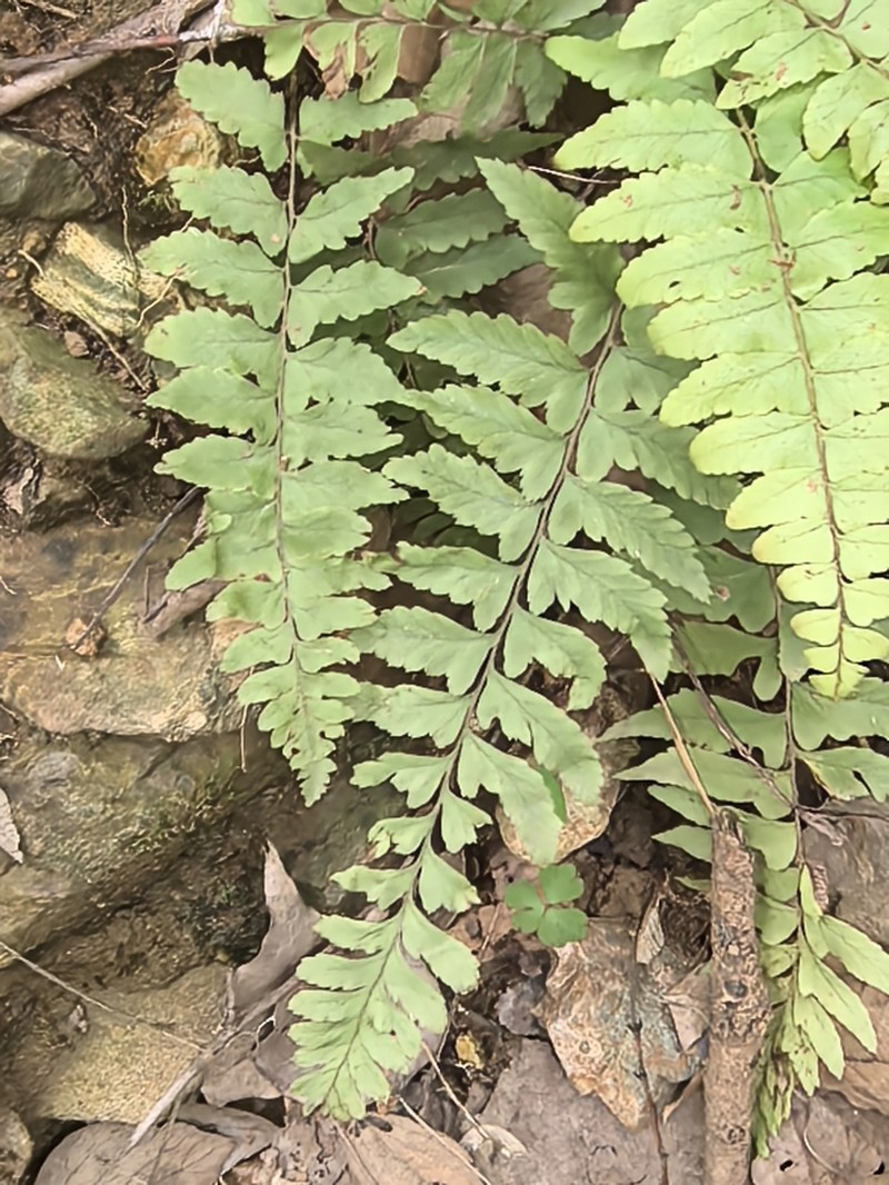 Polystichum pseudomakinoi photo 2