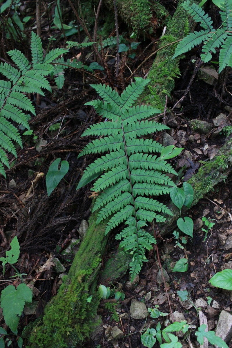 Polystichum pseudomakinoi photo 3