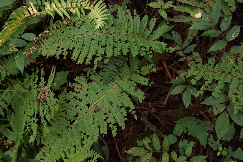 Polystichum pseudomakinoi photo 4