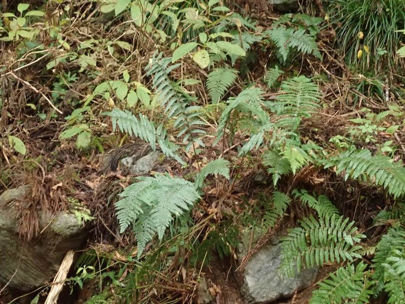 Polystichum pseudomakinoi photo 5