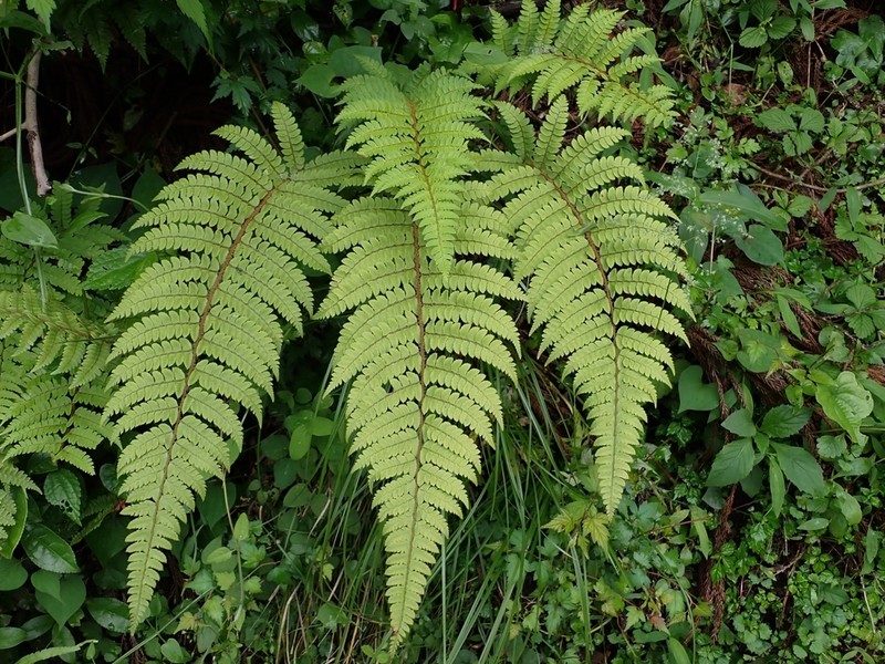 Polystichum pseudomakinoi photo 6