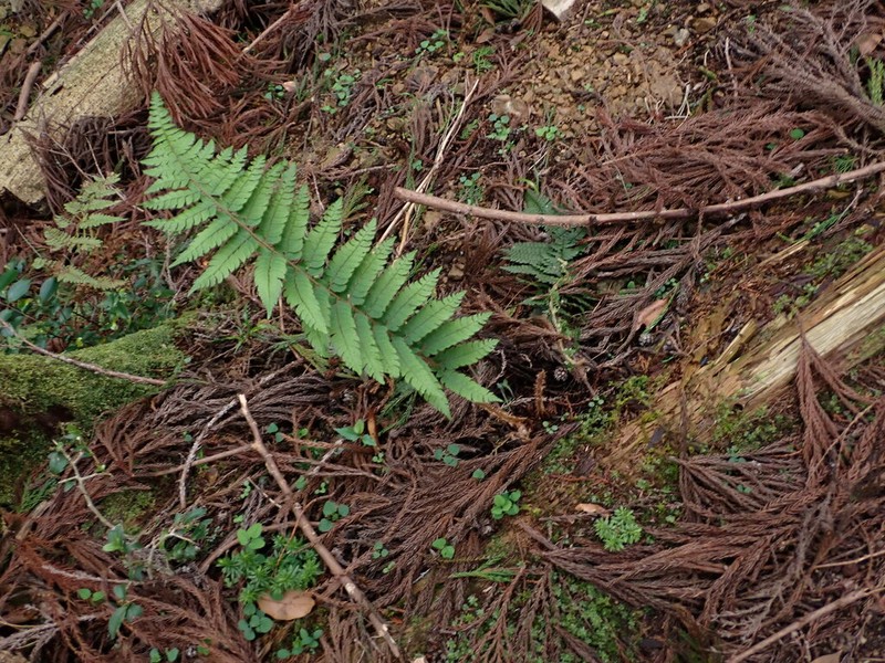 Polystichum pseudomakinoi photo 7