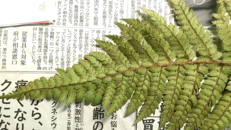 Polystichum pseudomakinoi photo 8