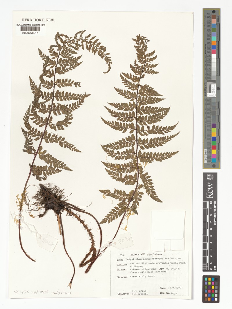 Polystichum pseudomicrophyllum