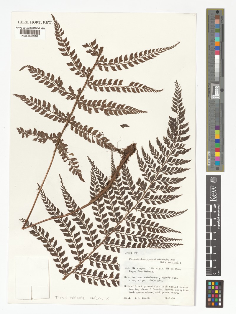 Polystichum pseudomicrophyllum photo 2