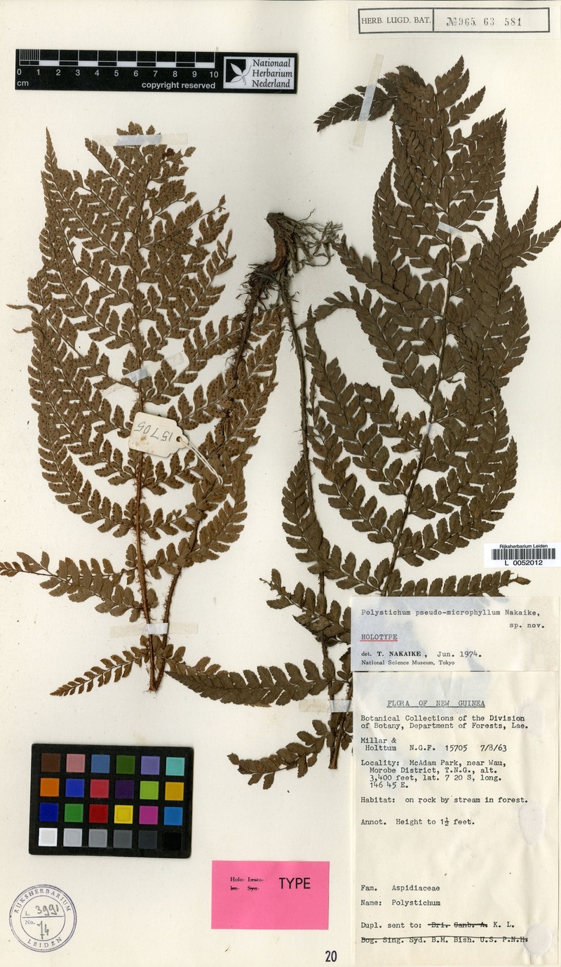 Polystichum pseudomicrophyllum photo 3