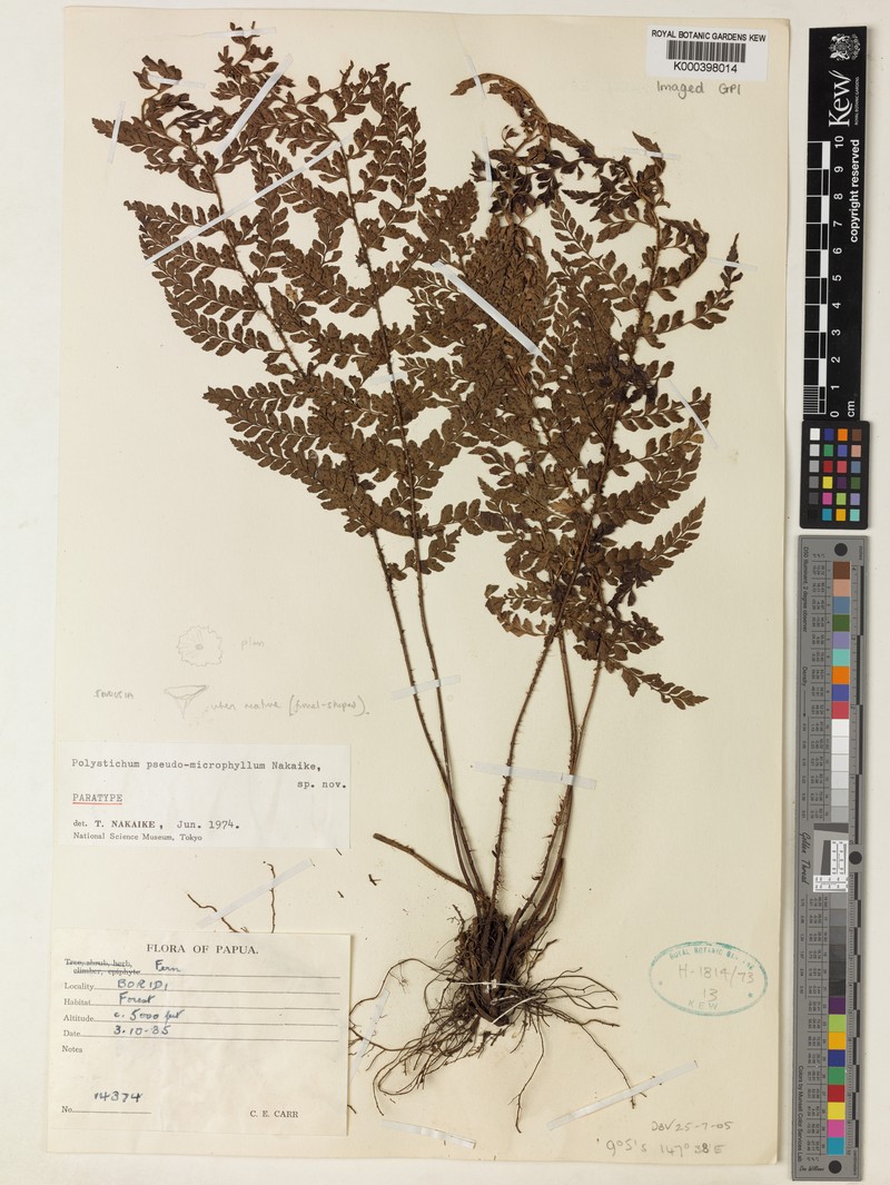 Polystichum pseudomicrophyllum photo 4