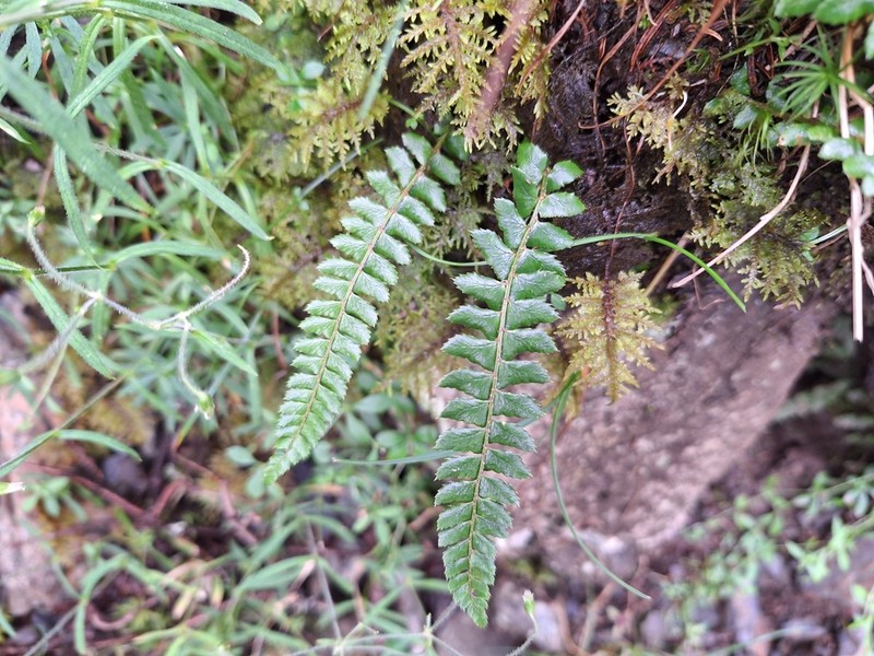 Polystichum pseudostenophyllum