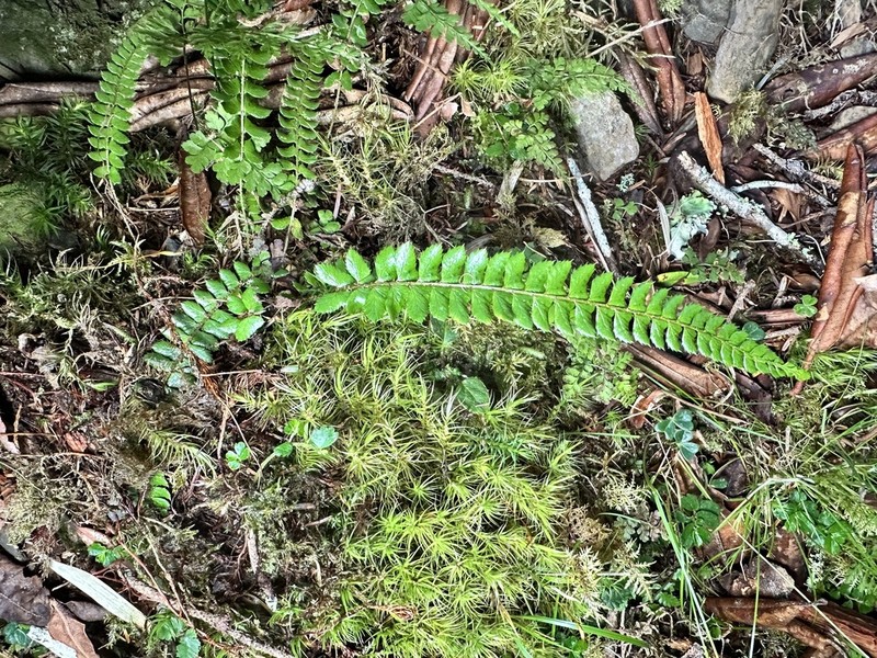Polystichum pseudostenophyllum photo 2