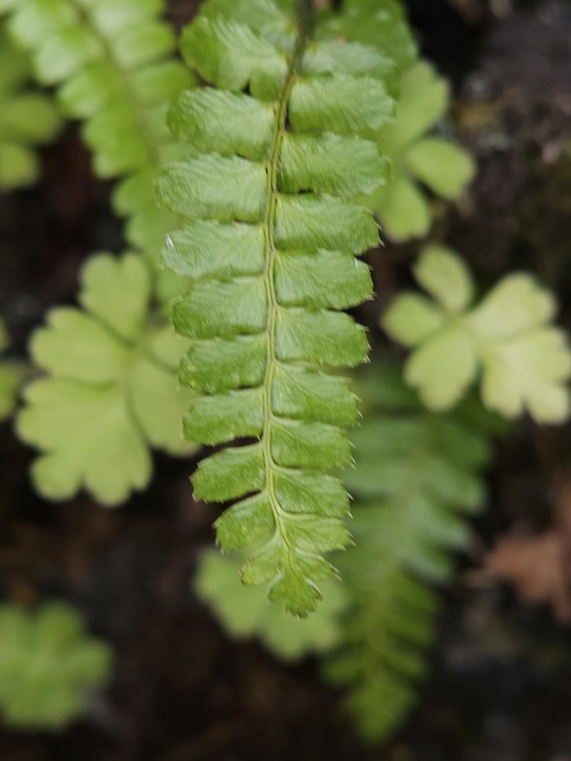 Polystichum pseudostenophyllum photo 3
