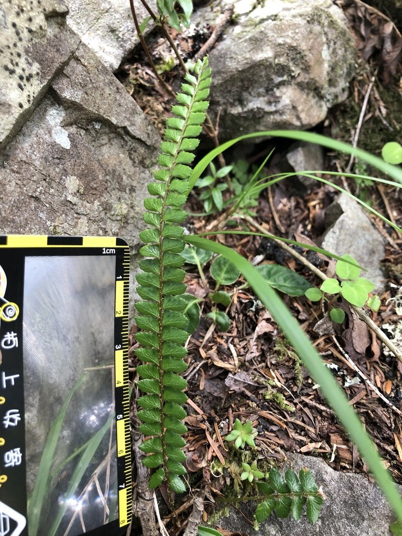 Polystichum pseudostenophyllum photo 4