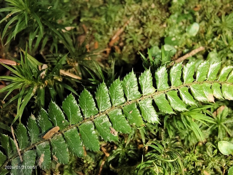 Polystichum pseudostenophyllum photo 5