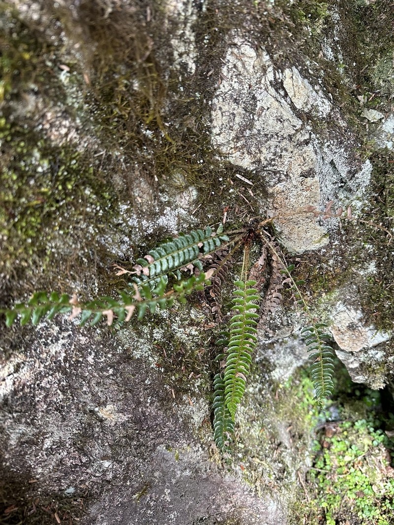Polystichum pseudostenophyllum photo 6