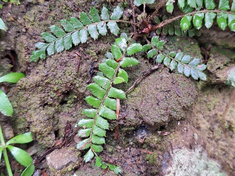 Polystichum pseudostenophyllum photo 7