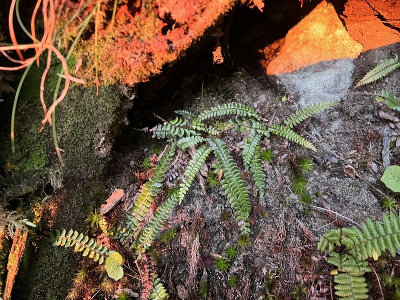 Polystichum pseudostenophyllum photo 8