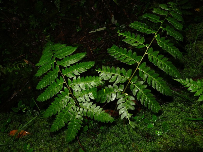 Polystichum punctiferum photo 2