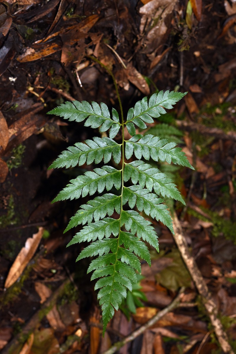 Polystichum punctiferum photo 3