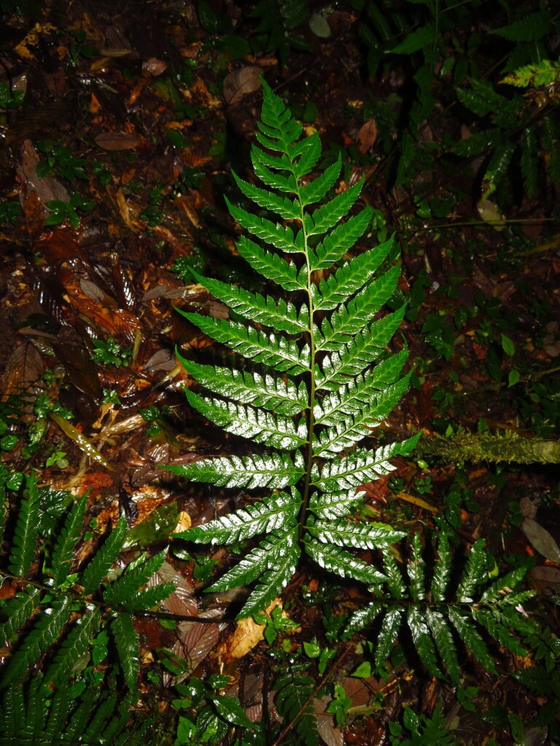 Polystichum punctiferum photo 4