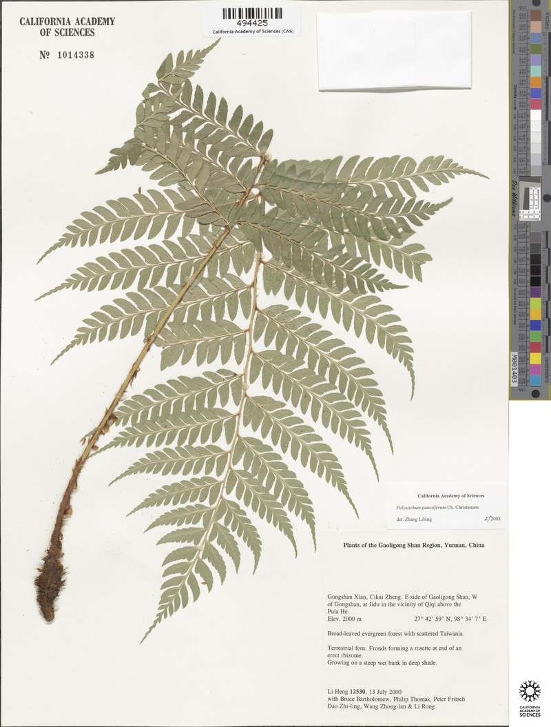 Polystichum punctiferum photo 5