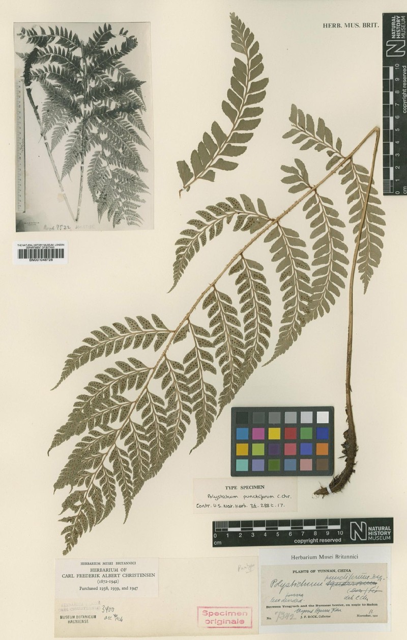 Polystichum punctiferum photo 6