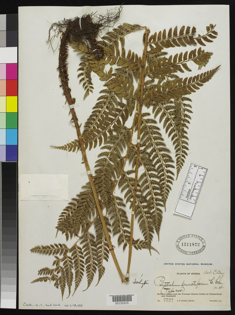 Polystichum punctiferum