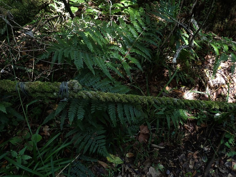 Polystichum pungens