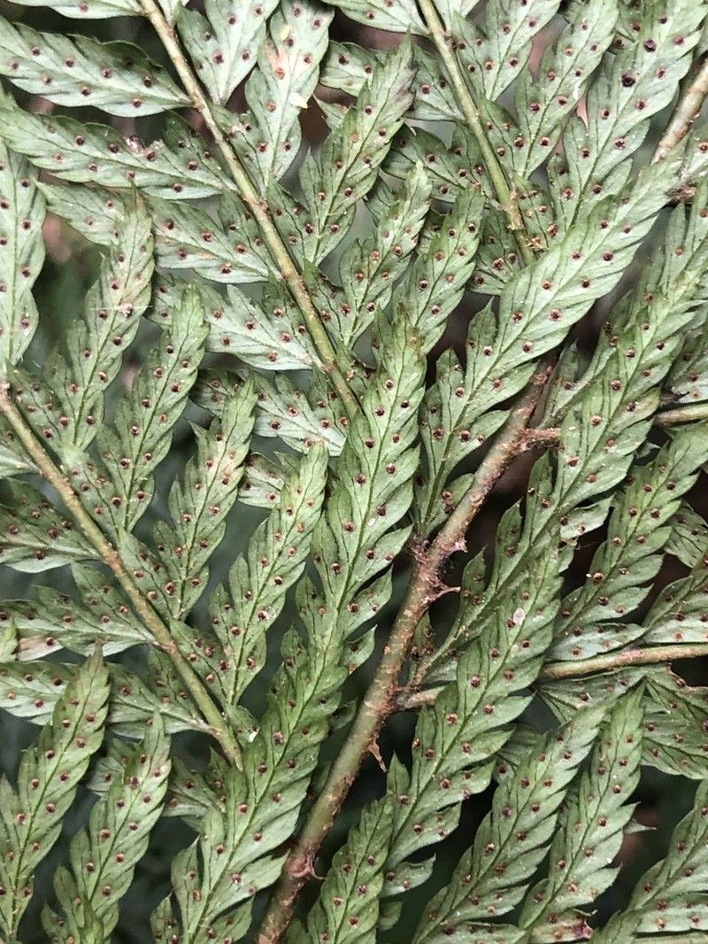 Polystichum pungens photo 2