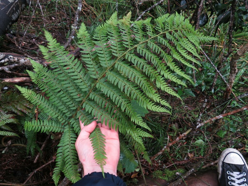 Polystichum pungens photo 3