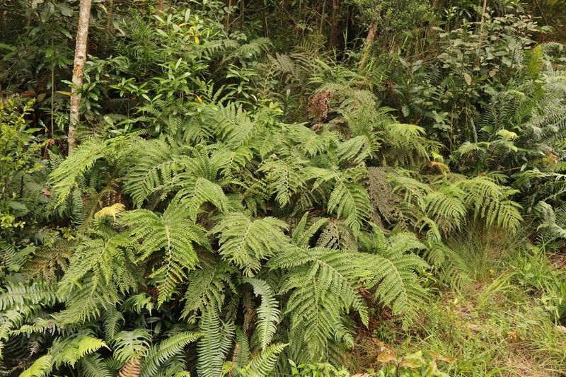 Polystichum pungens photo 4