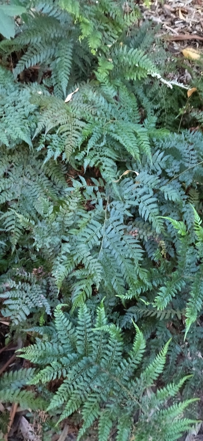 Polystichum pungens photo 5