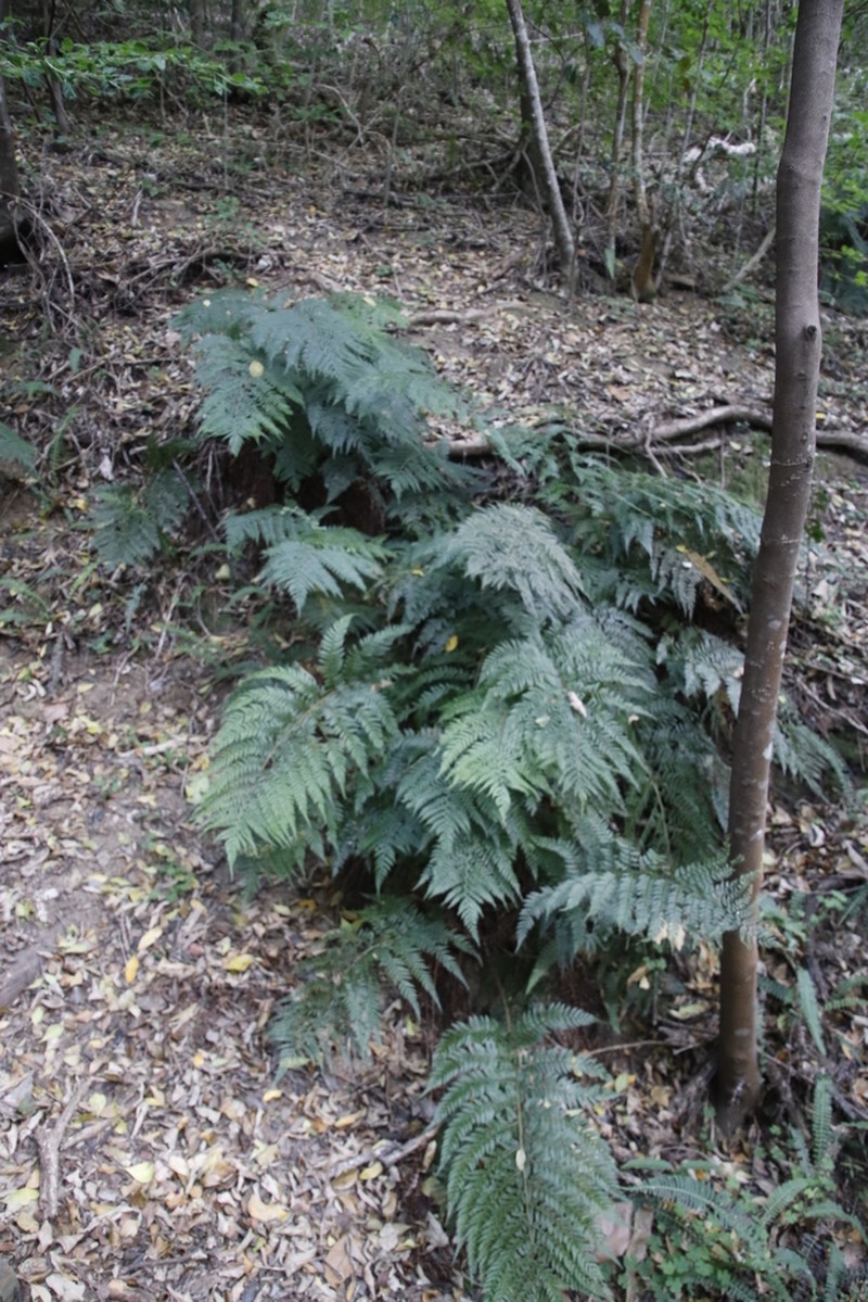 Polystichum pungens photo 6