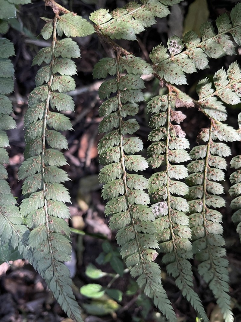 Polystichum pungens photo 7