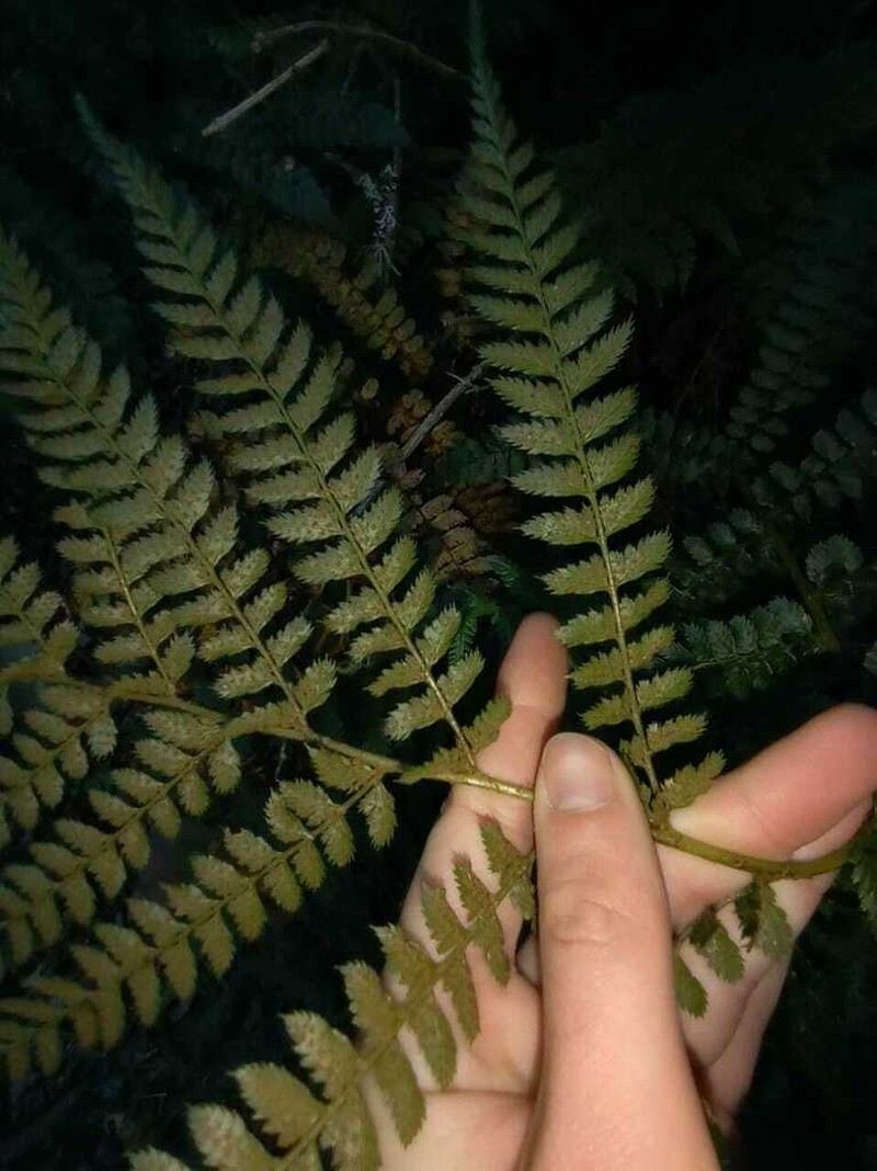 Polystichum pungens photo 8