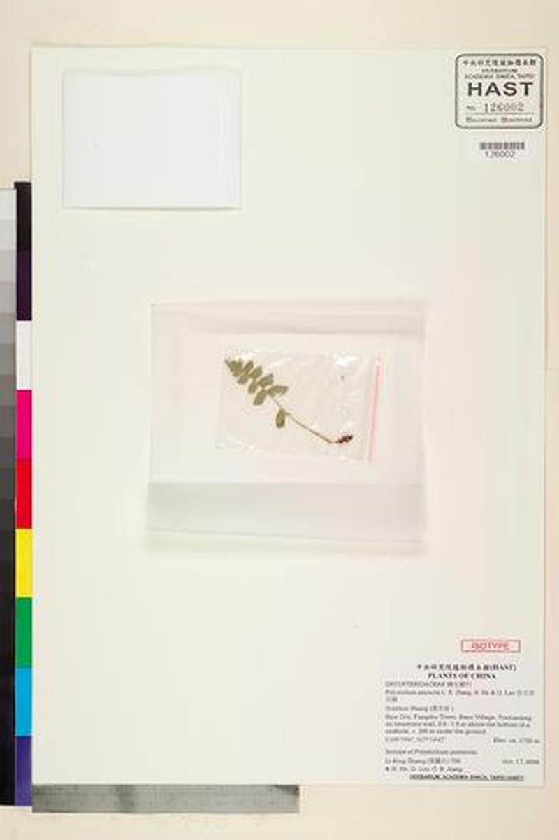 Polystichum puteicola