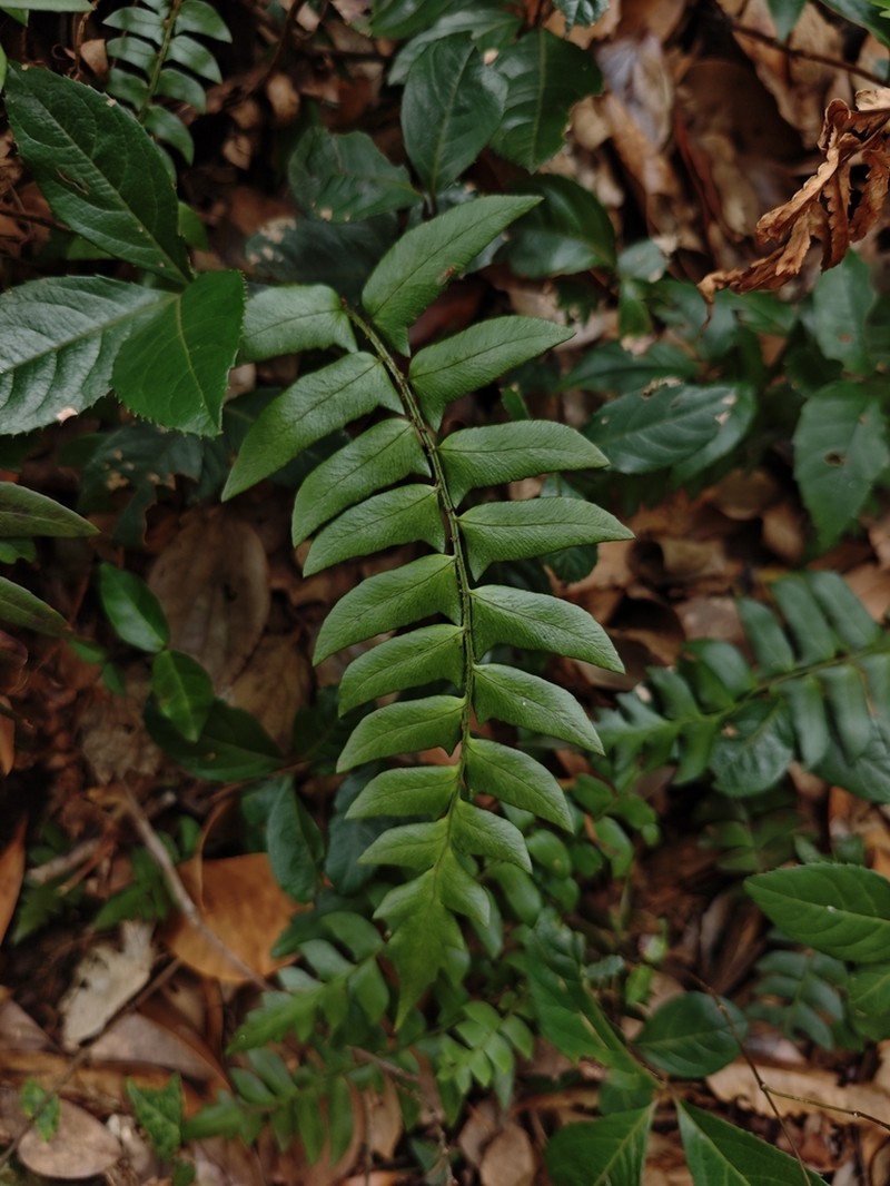 Polystichum putuoense