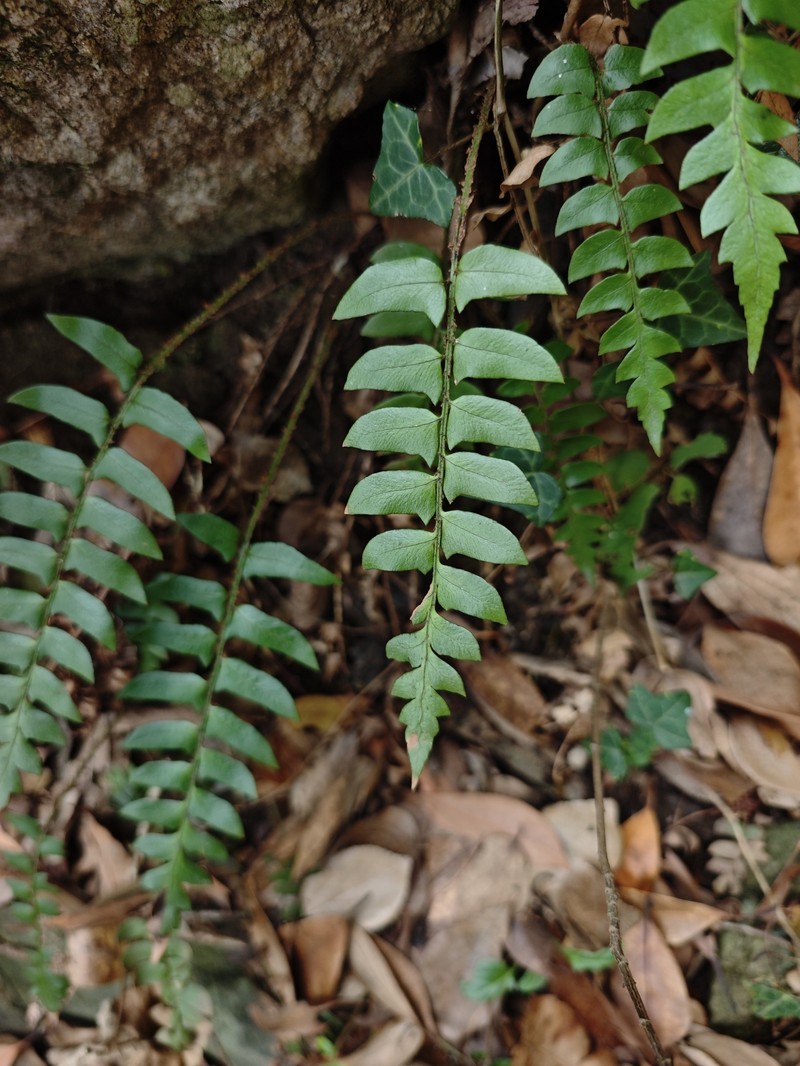 Polystichum putuoense photo 4
