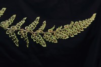 Polystichum pycnolepis